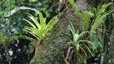 ananas sauvages, plantes épiphytes de guadeloupe