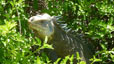 iguane de petite terre le nid tropical