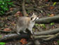 racoon, mascotte de la guadeloupe le nid tropical