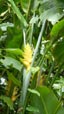 fleur de guadeloupe, balisier jaune